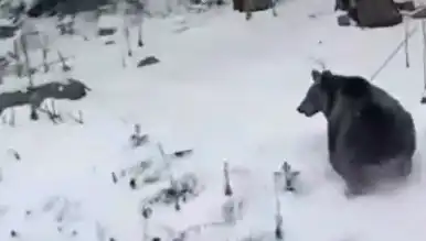 Kış Uykusu Unutan Ayılar Yola İndi!