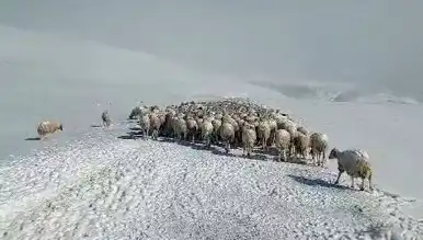 Şiddetli Tipi: Yüzlerce Koyun ve Eşek Telef Oldu
