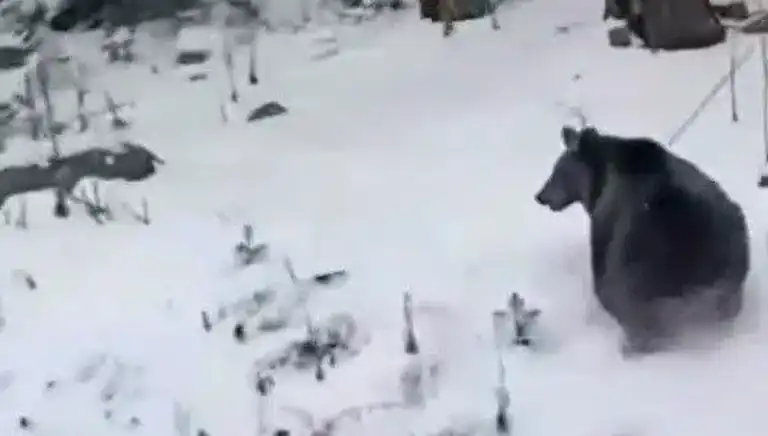 Kış Uykusu Unutan Ayılar Yola İndi!